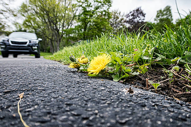Surface level view of some messy weeds featuring a large, bright yellow dandelion blossom along the edge of a suburban home driveway. A generic car (slightly altered using only traditional Photoshop 100% NON-AI tools) is parked at the far end of the driveway.