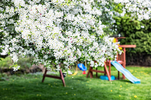 Selective focus on early May bright pink and white springtime crab apple tree blossoms in full bloom with an out of focus back yard children's jungle gym playset in the background.