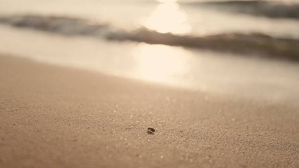 Tropical beach waves at sunset are golden.