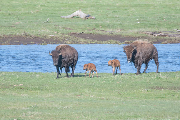 In Yellowstone National Park Lamar Valley are mother bison with newly born calves moving east to best pastures and perhaps safer pastures. In Wyoming near Montana, United States.