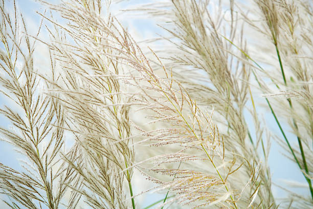 istock Soft and Delicate Grass Blades Against a Light Blue Background 2217202830