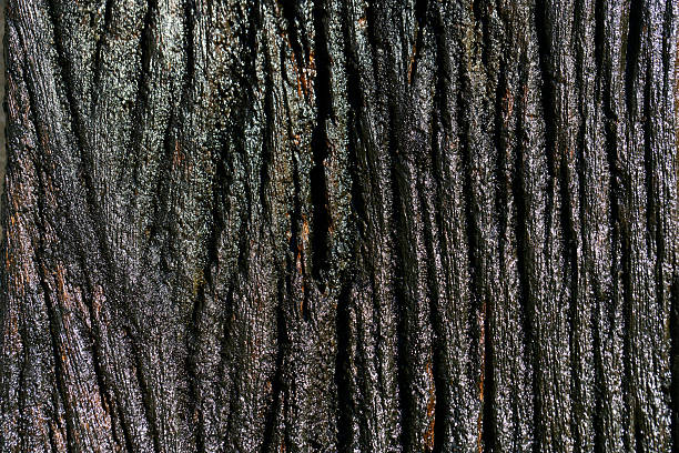 This detailed close-up photograph showcases the intricate texture of dark tree bark, featuring unique patterns and a rich, natural appearance suitable for various creative projects.