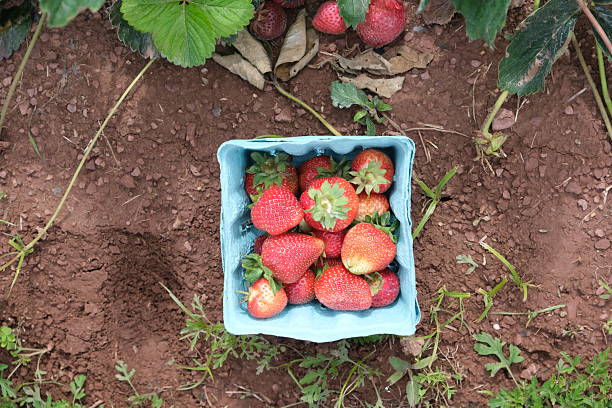 istock Topdown View of a Quart of Strawberries 2217203243