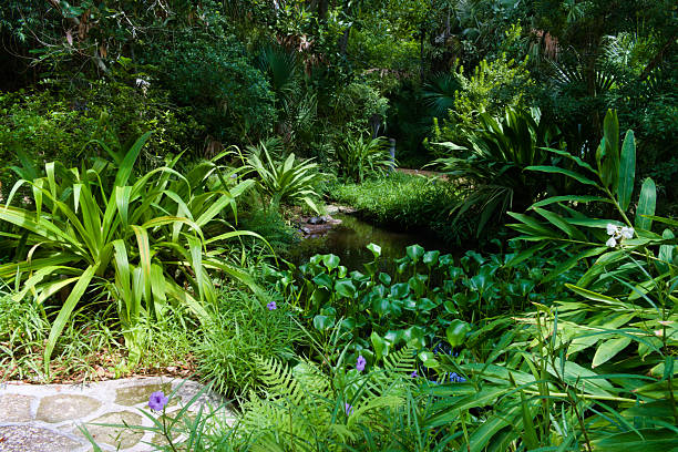 istock A Small Pond Surrounded by Tropical Plants and Trees 2217203558