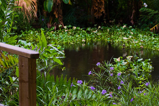 A Small Pond Surrounded by Tropical Plants and Trees