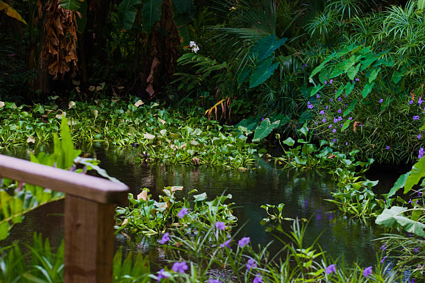 Ormond Beach, FL, USA, July 16, 2024: Landscape, a small pond surrounded by tropical plants and trees.