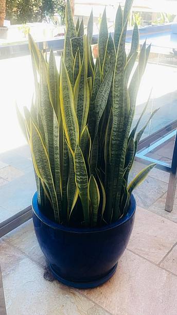 istock A striking cluster of snake plants 2217203910