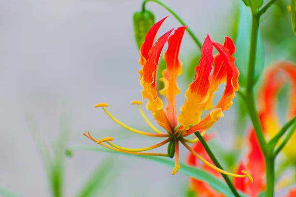 Flower bud of blue water lily with blurred background