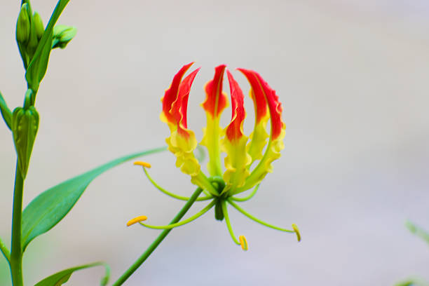 Close-up of a flame lily in a tropical garden.