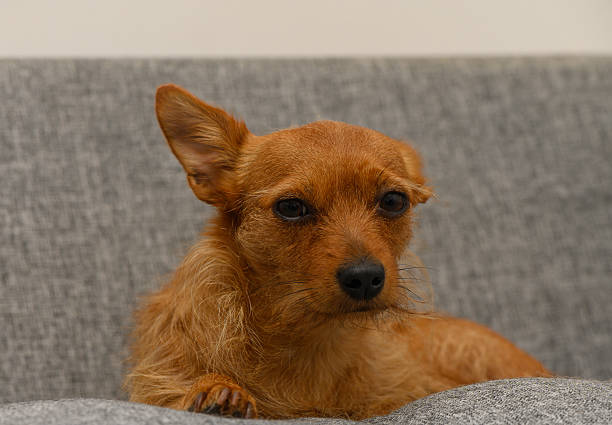 istock Red Miniature Pinscher Dog Face in Focus Close-Up 2217204812