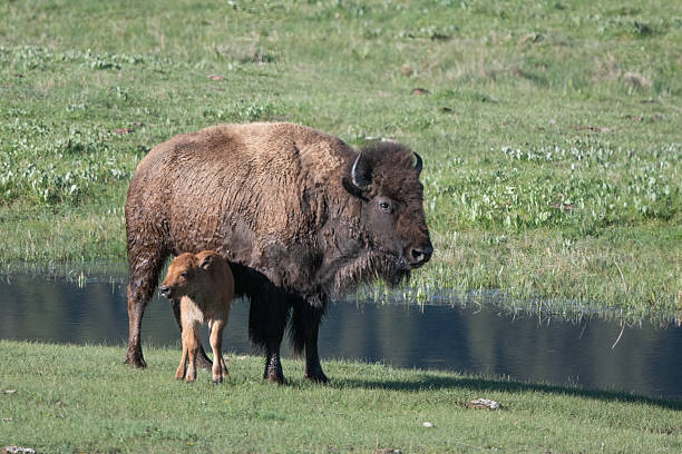 In Yellowstone National Park Lamar Valley are mother bison with newly born calf moving east to best pastures and perhaps safer pastures. In Wyoming near Montana, United States.