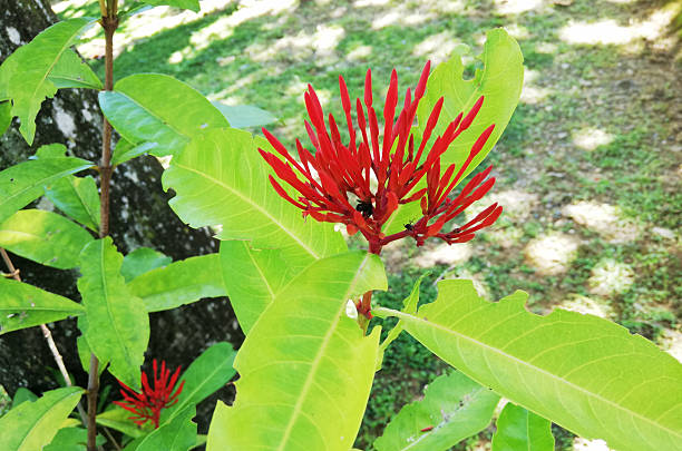 Red Ixora casei plant in a garden