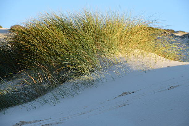 Coastal nature reserve park in the Summer.