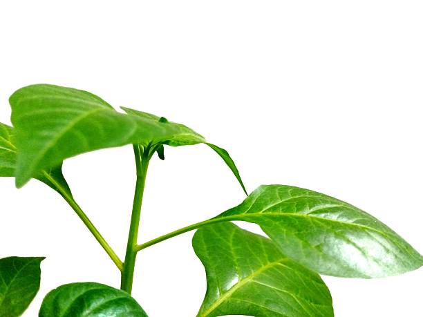 Green plants with isolated colors