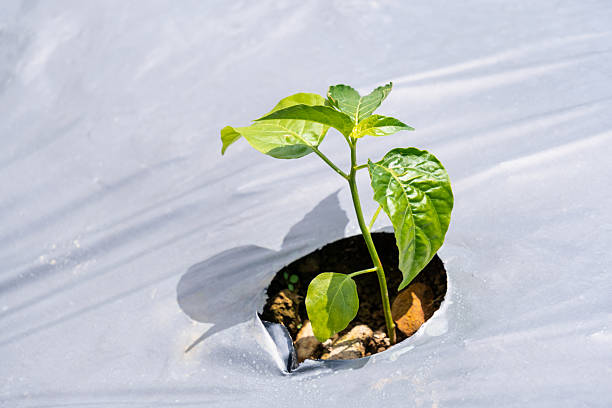 young chili plant seeding emerging from a hole in plastic mulch on a farm field, showing early stage of agricultural growth