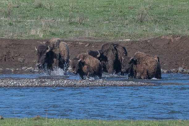 istock Bison or buffalo moving east to better pastures 2217208750