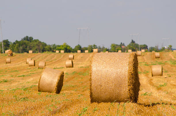 Hay bales on agricultural field on a sunny summer day