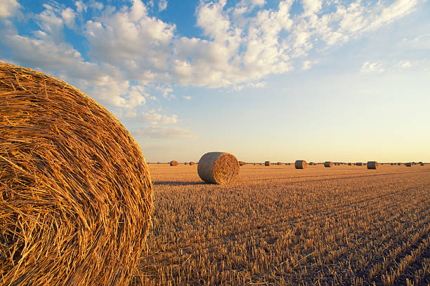 istock Hay bales on agricultural field 2217209851