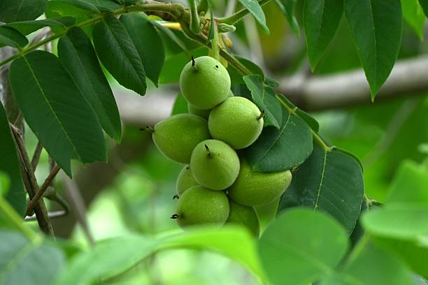 istock Japanese walnut (Juglans mandshurica) fruits. Juglandaceae deciduous tree. 2217210374