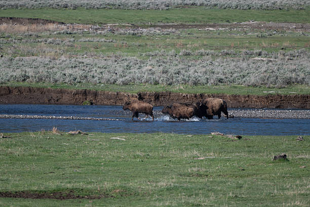 istock Bison or buffalo moving east to better pastures 2217211320
