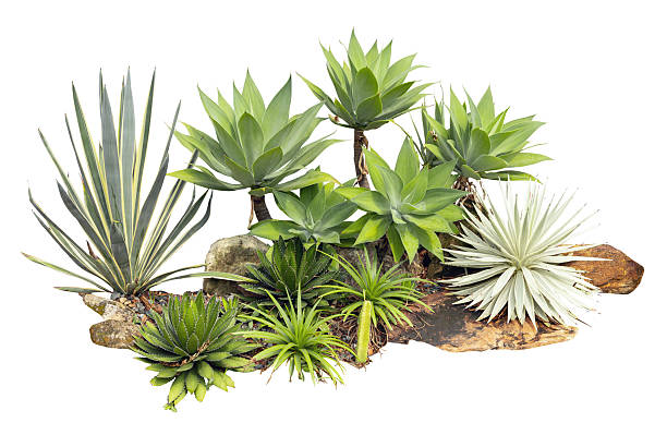 Tropical agave plant isolated on white background.This has clipping path.