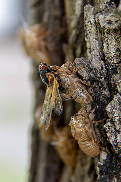 istock Black Cicada Spreading its Wings as it Emerges from its Exoskeleton 2217212162