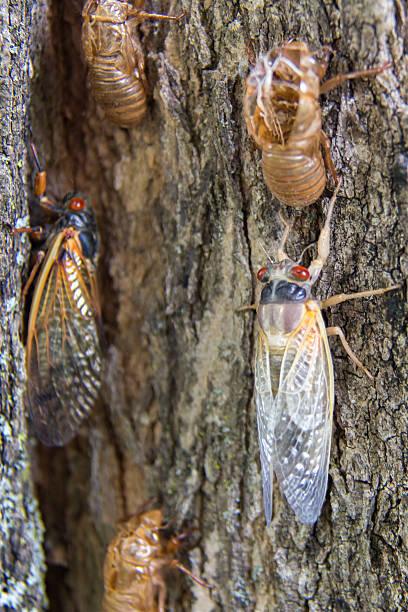 istock Black and White Periodical Cicadas on a Tree by Their Shells 2217212168