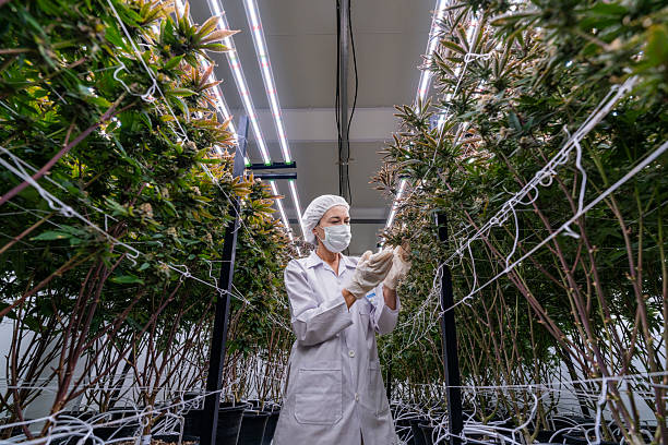 A researcher in a controlled environment inspects cannabis plants for quality assurance and growth optimization. The cannabis industry is advancing through scientific research and innovation.