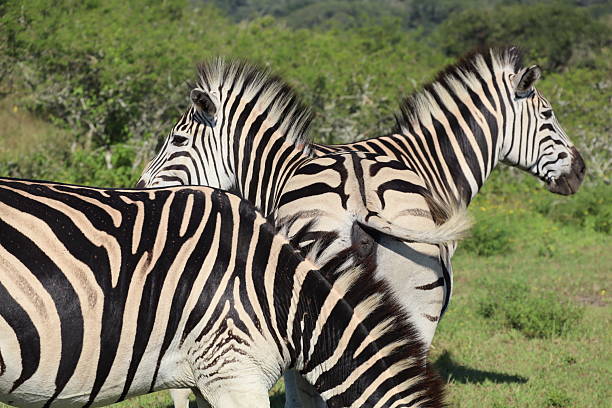 istock The very rare “Two Headed Zebra” 2217215122