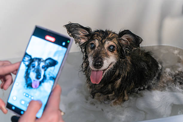 Happy small funny dog enjoying a bubbly bath while its owner captures the moment on a smartphone, showcasing the joy of pet care and modern lifestyle.