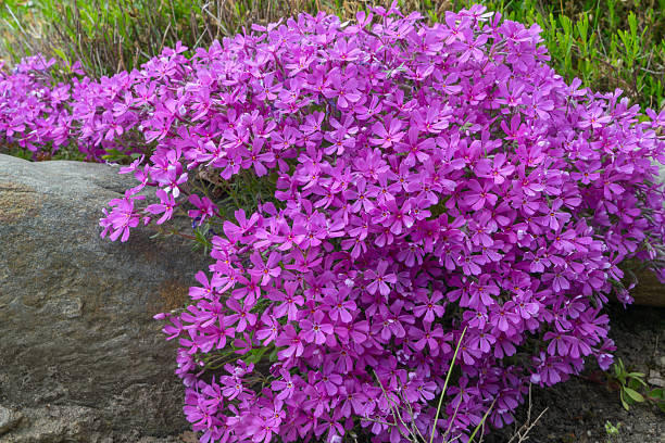 istock Bright pink spring phlox blooms gracefully in a meadow, showcasing its delicate petals. This selective focus captures the beauty of nature, inviting viewers to appreciate its vibrant charm. 2217215364