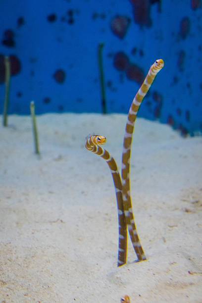 istock Spotted Garden Eels in Sand 2217216810