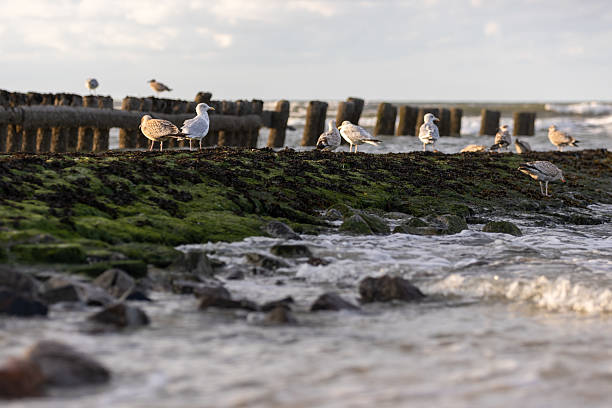 Seagulls on groynes with wintry sea beyond