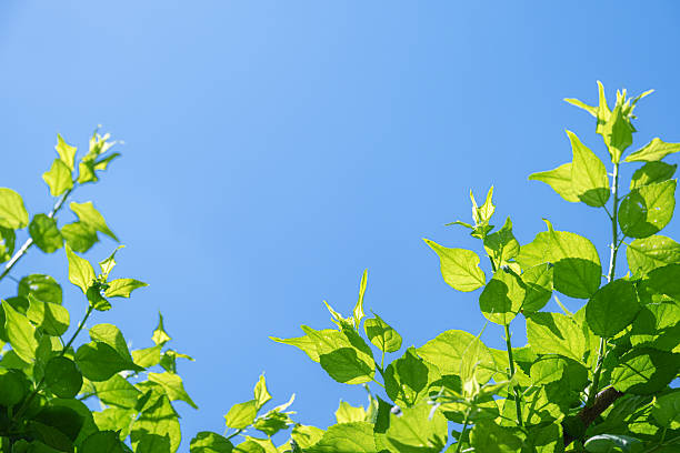 Spring background with fresh green leaves and sunny blue sky