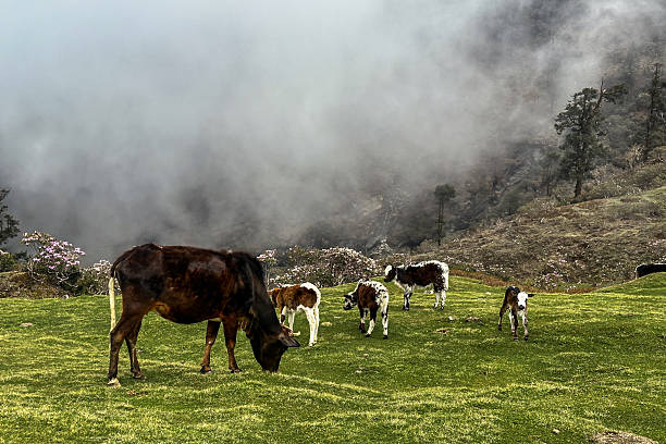 Cow grazing on green Medow of Mountain hill in Dhading, Nepal