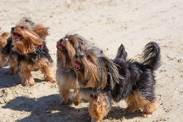 Three Yorkshire puppies looking at their owner.