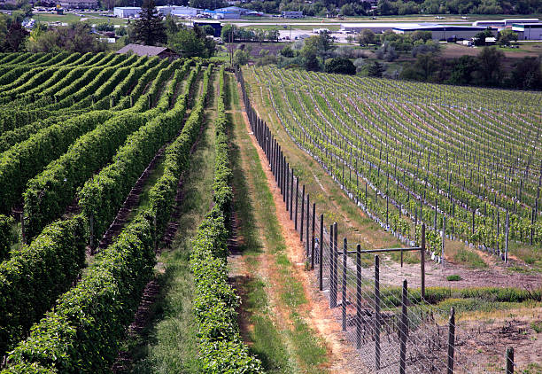Scenic summer sunset view of vineyards in the Okanagan Valley on the Naramata Bench near Penticton, BC, Canada.
