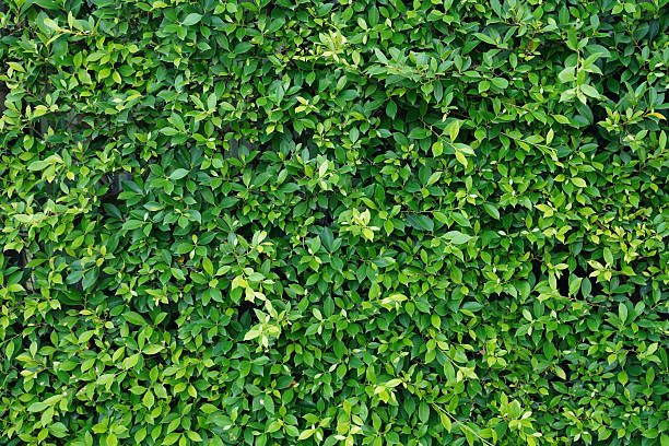 istock Green leaves pattern background, Natural background and wallpaper 2217222161