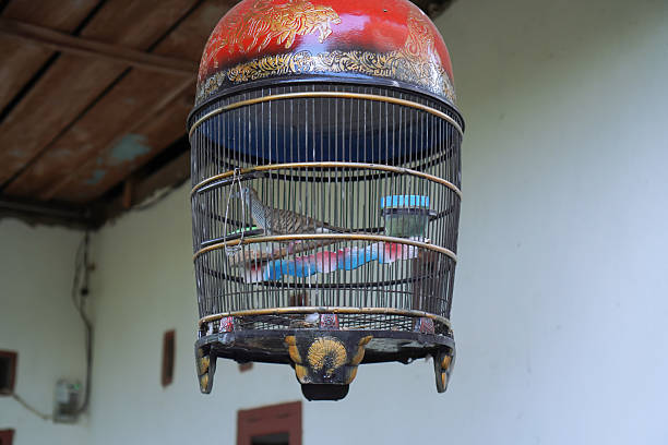 istock Colorful Birds In Decorative Cage 2217222277