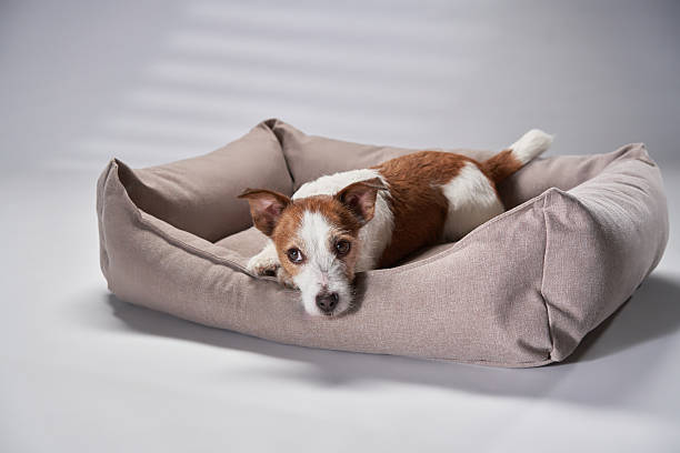 istock Jack Russell Terrier in a beige bed 2217223385