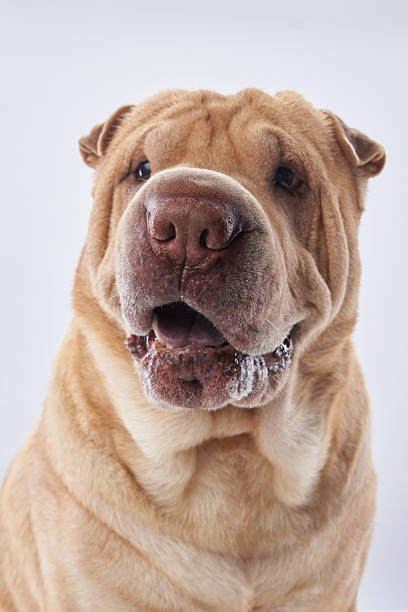 A Shar Pei is shown in a close-up headshot against a white studio background. The dog wrinkled face and serious expression add depth to this striking portrait.