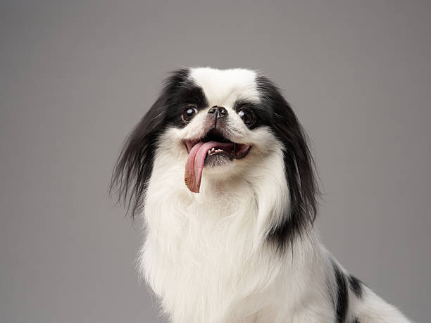 A Japanese Chin is photographed with its tongue sticking out against a white studio background. The playful expression and silky fur make this an adorable scene.