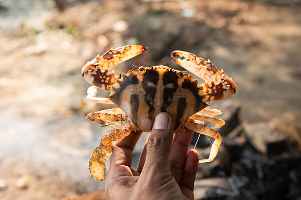 istock Close Up Of A Hand Holding A Crab 2217223449