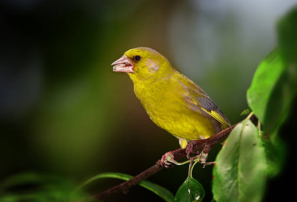 Carduelis chloris - Greenfinch. Beautiful garden bird in Europe, incl. Denmark