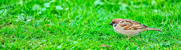 Beauty in Nature is depicted in this close-up of a sparrow perched on a feeder against a blurred background. Capturing the essence of serenity in Denmark's outdoors with vibrant detail.