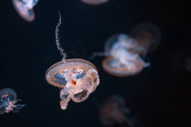 istock Ethereal jellyfish floating gracefully in dark ocean waters during nighttime exploration 2217224365