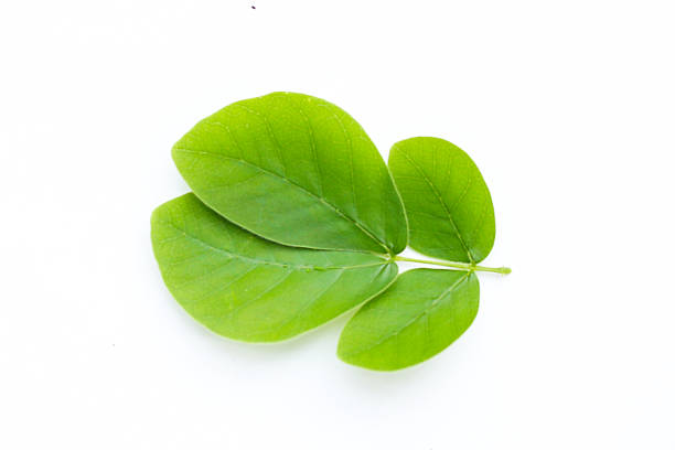 istock Rain tree leaves on white. Samanca Saman (Jacq) Merr. 2217224597