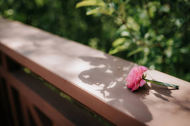 istock Beautiful rose on a sunny day 2217224653