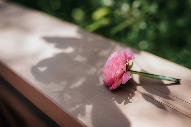 istock Beautiful rose on a sunny day 2217224658