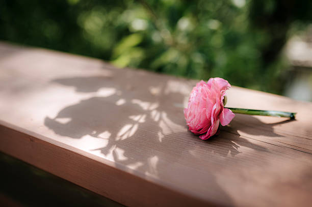 istock Beautiful rose on a sunny day 2217224662
